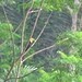 Sulawesi Hornbill - Angela Christine Chua