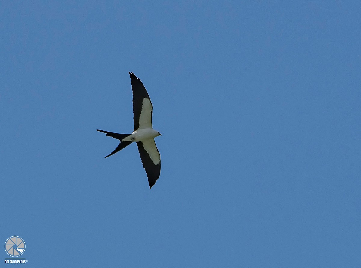 Swallow-tailed Kite - Rolando Tomas Pasos Pérez
