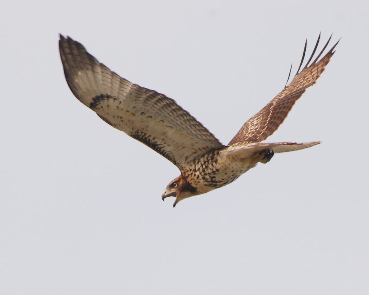 Red-tailed Hawk - ML142537081