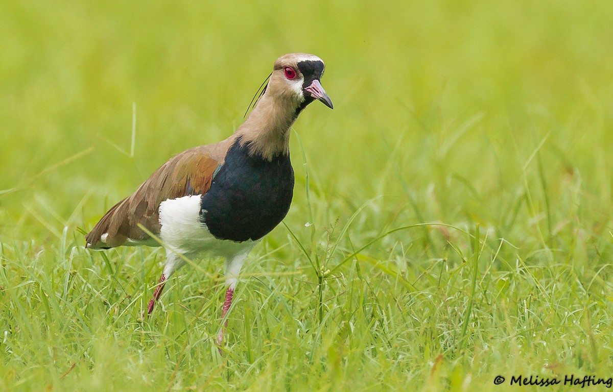Southern Lapwing - Melissa Hafting