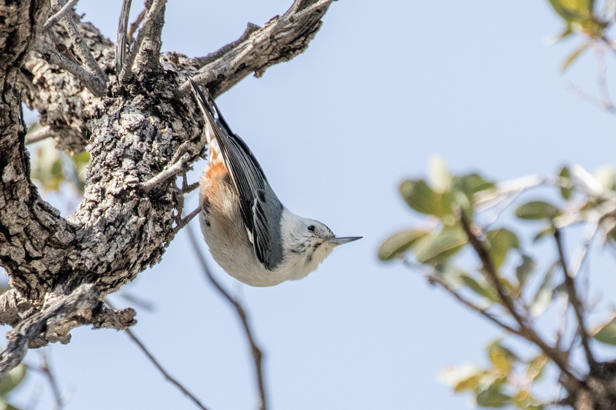 White-breasted Nuthatch (Interior West) - Neil Hayward