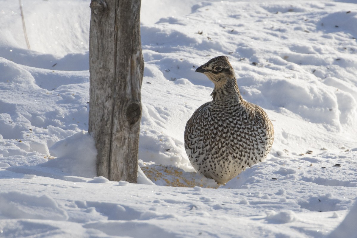 Sharp-tailed Grouse - Michael Todd