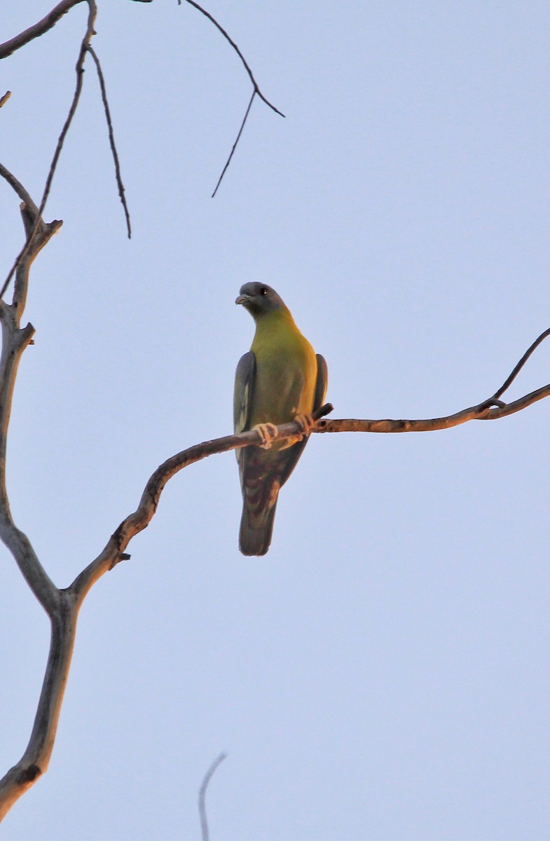 Yellow-footed Green-Pigeon - Sourav Das