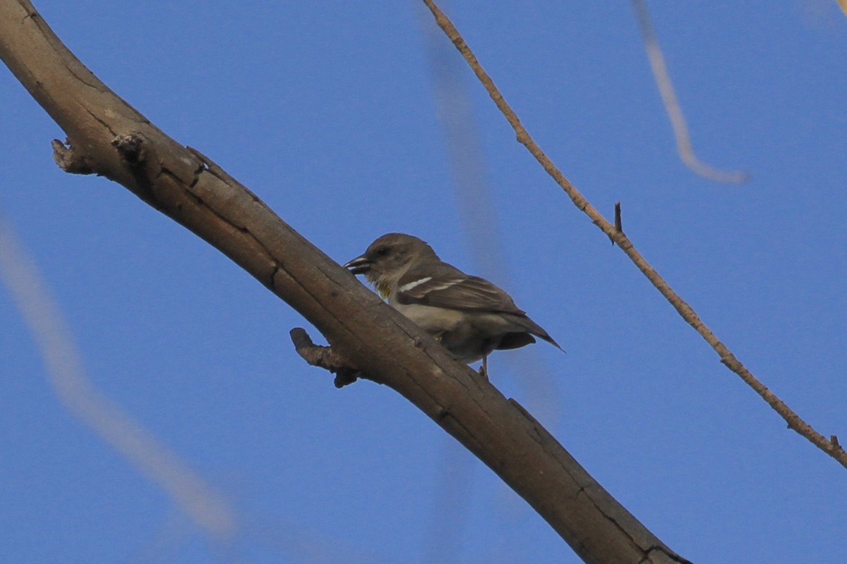Yellow-throated Sparrow - Sourav Das