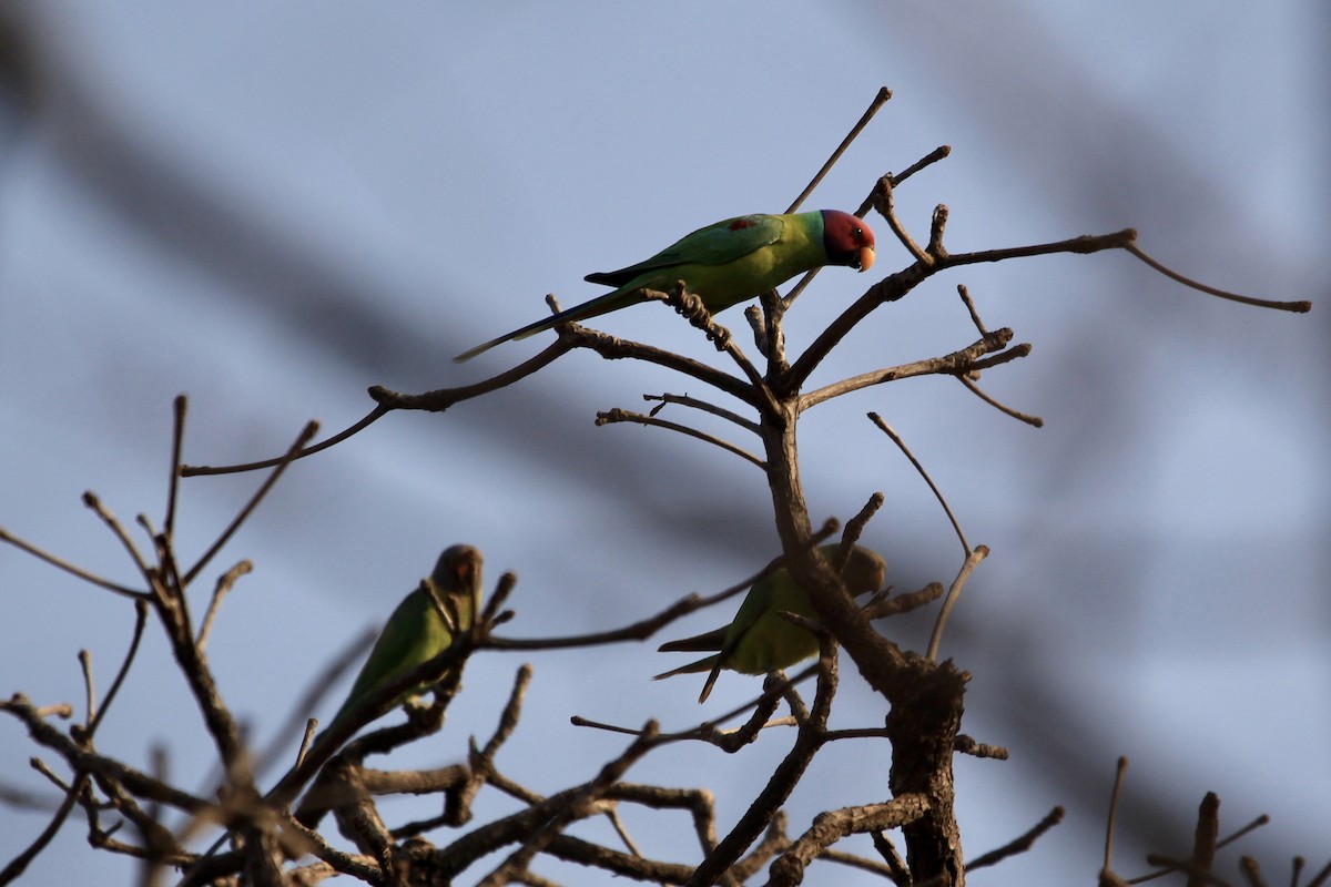 Plum-headed Parakeet - Sourav Das