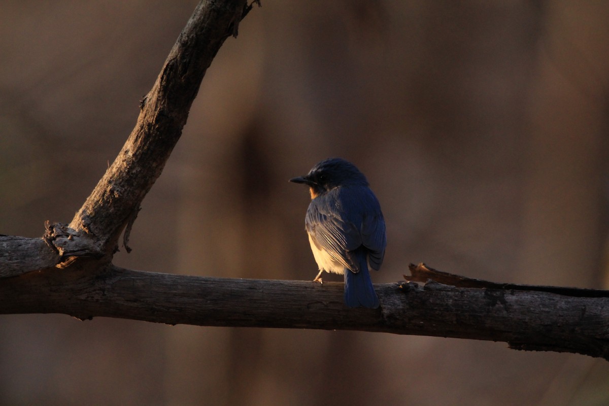 Tickell's Blue Flycatcher - Sourav Das