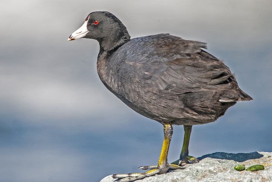 American Coot
