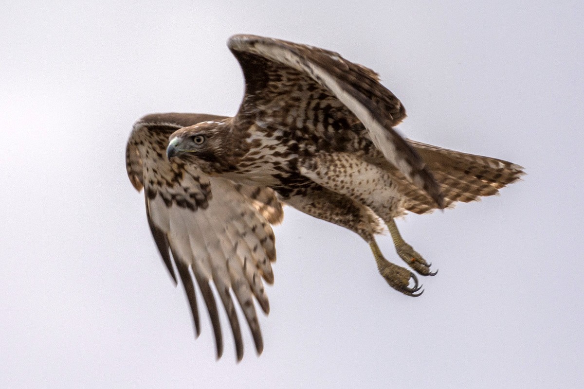 Red-tailed Hawk - Juan Miguel Artigas Azas