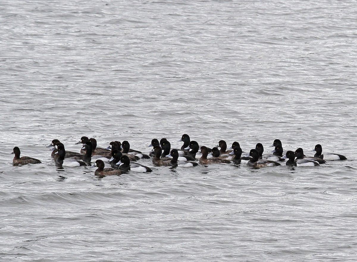 Tufted Duck - ML142547581