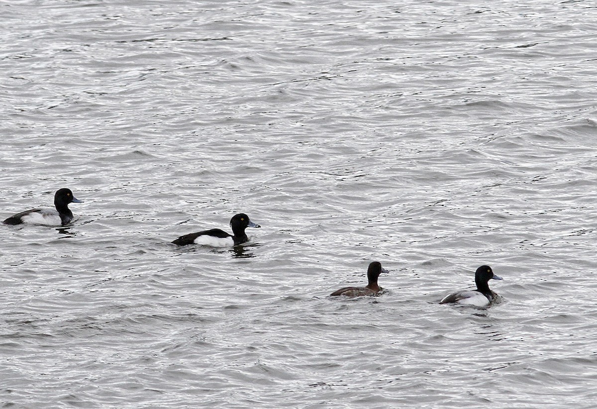 Tufted Duck - ML142547741