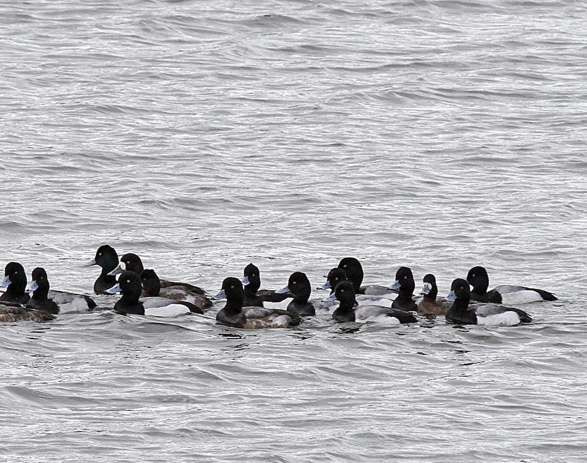 Tufted Duck - ML142547891