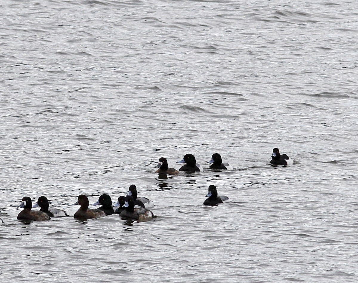 Tufted Duck - ML142548201