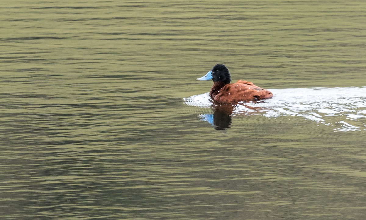 Andean Duck (andina) - David Monroy Rengifo