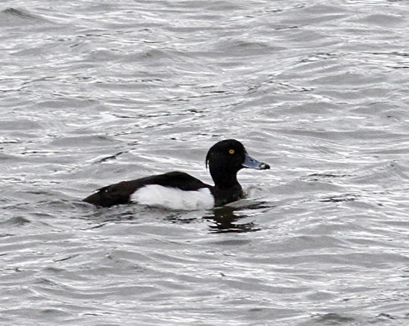 Tufted Duck - ML142548651