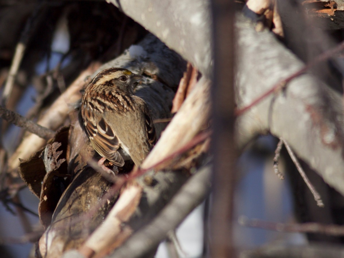 White-throated Sparrow - Ben Lagasse