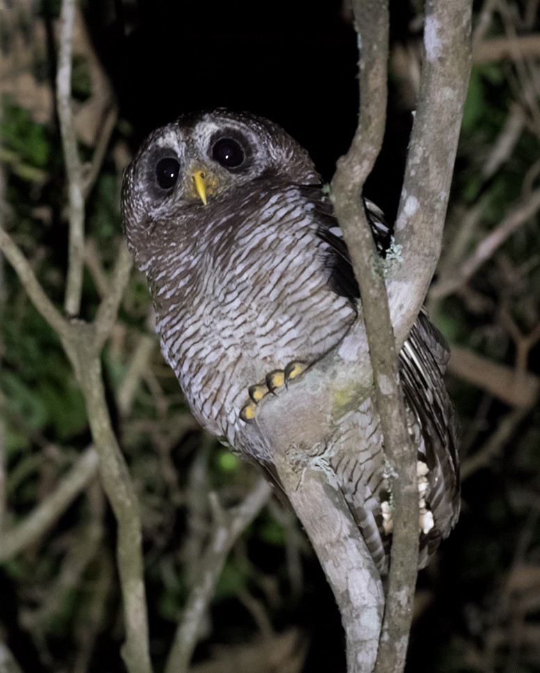 African Wood-Owl - Bruce Ward-Smith
