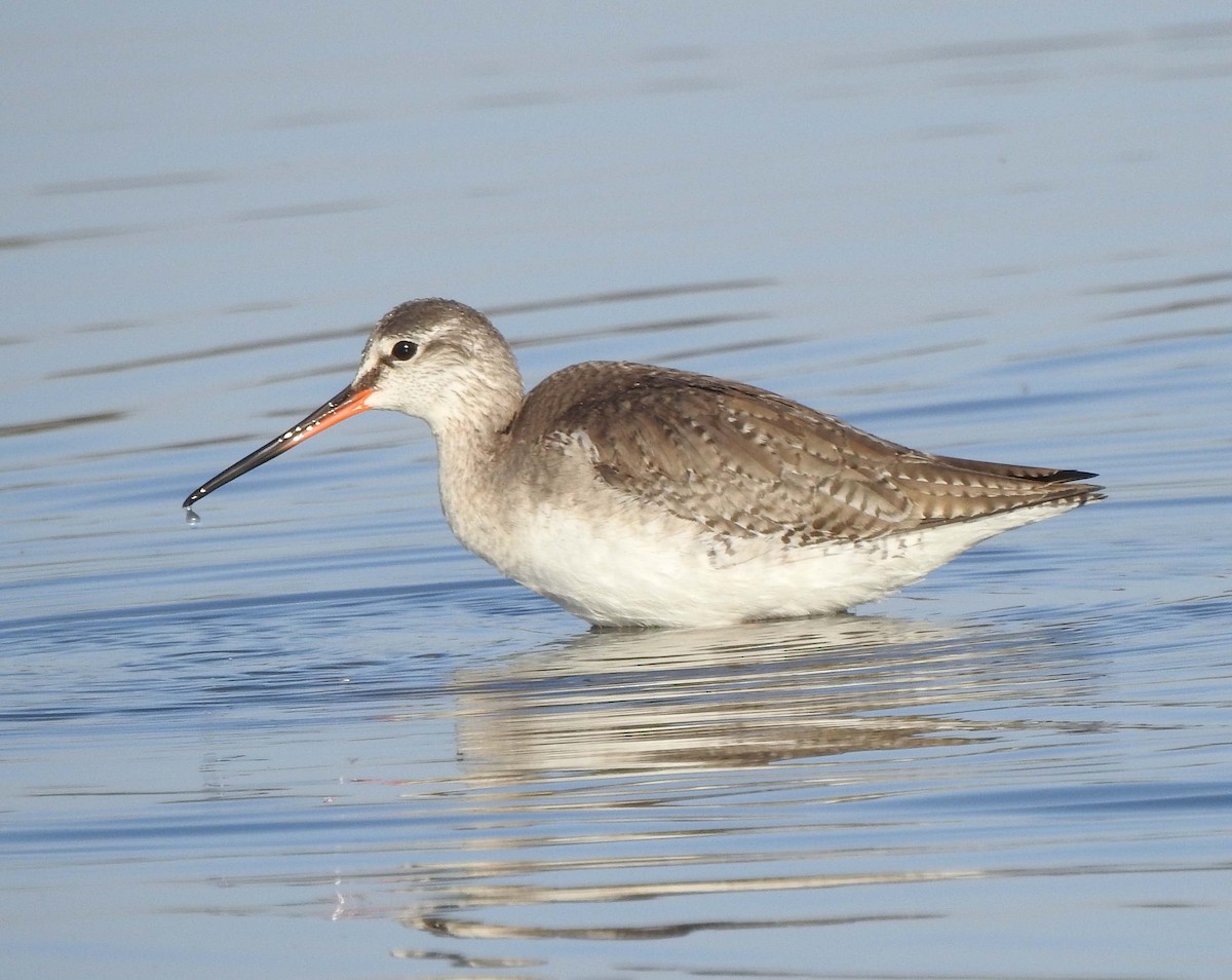 Spotted Redshank - ML142552701