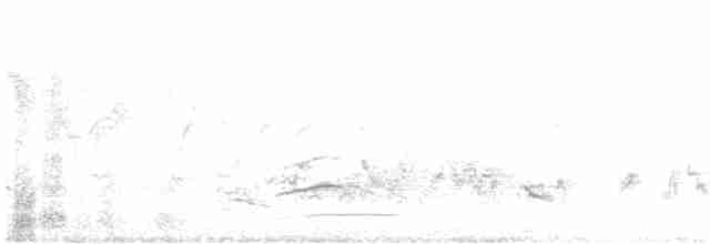 White-bellied Drongo - ML142553751