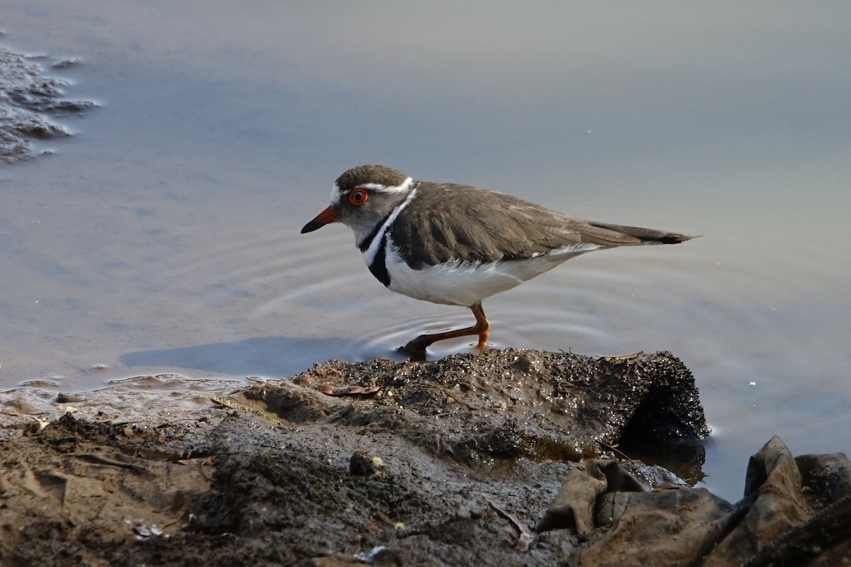 Three-banded Plover - ML142556321
