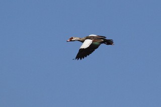 Egyptian Goose, ML142556721