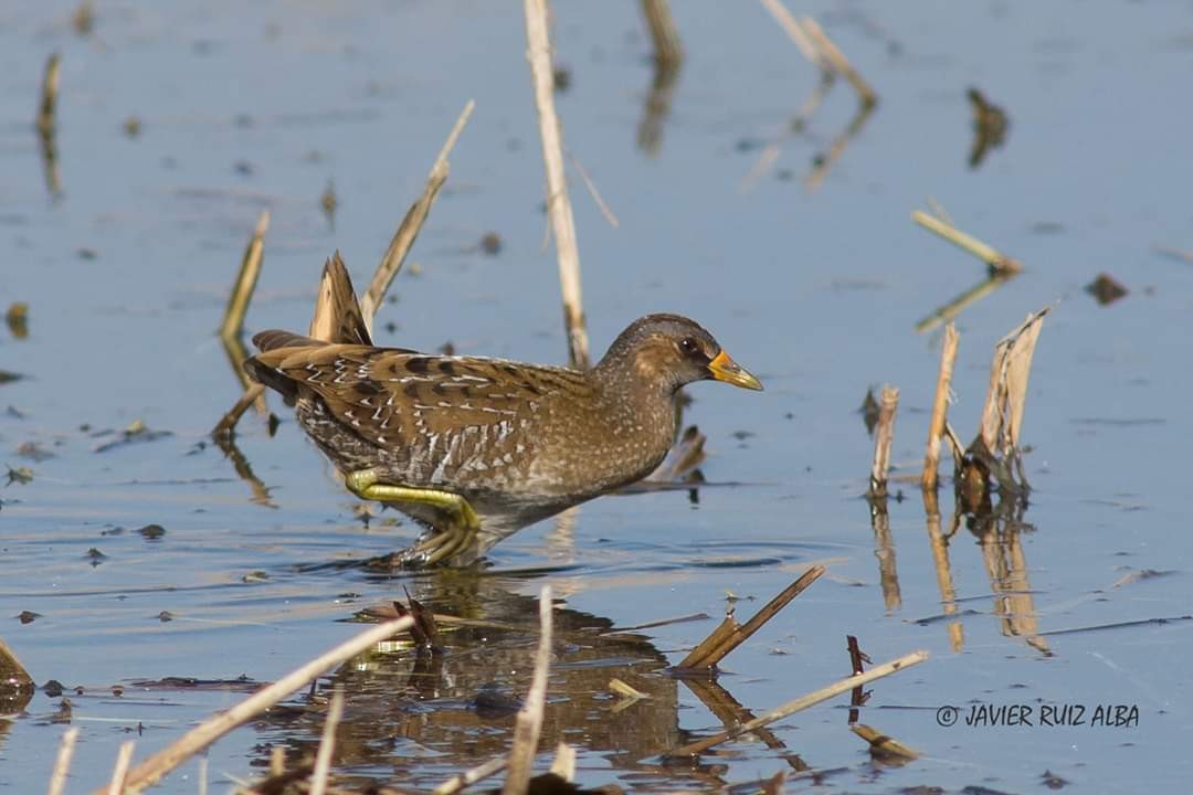 Spotted Crake - ML142557741
