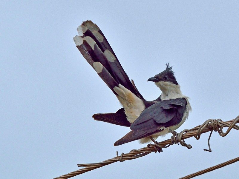 Pied Cuckoo - Vaidehi  Gunjal