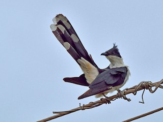 成鳥 - Vaidehi  Gunjal - ML142559951