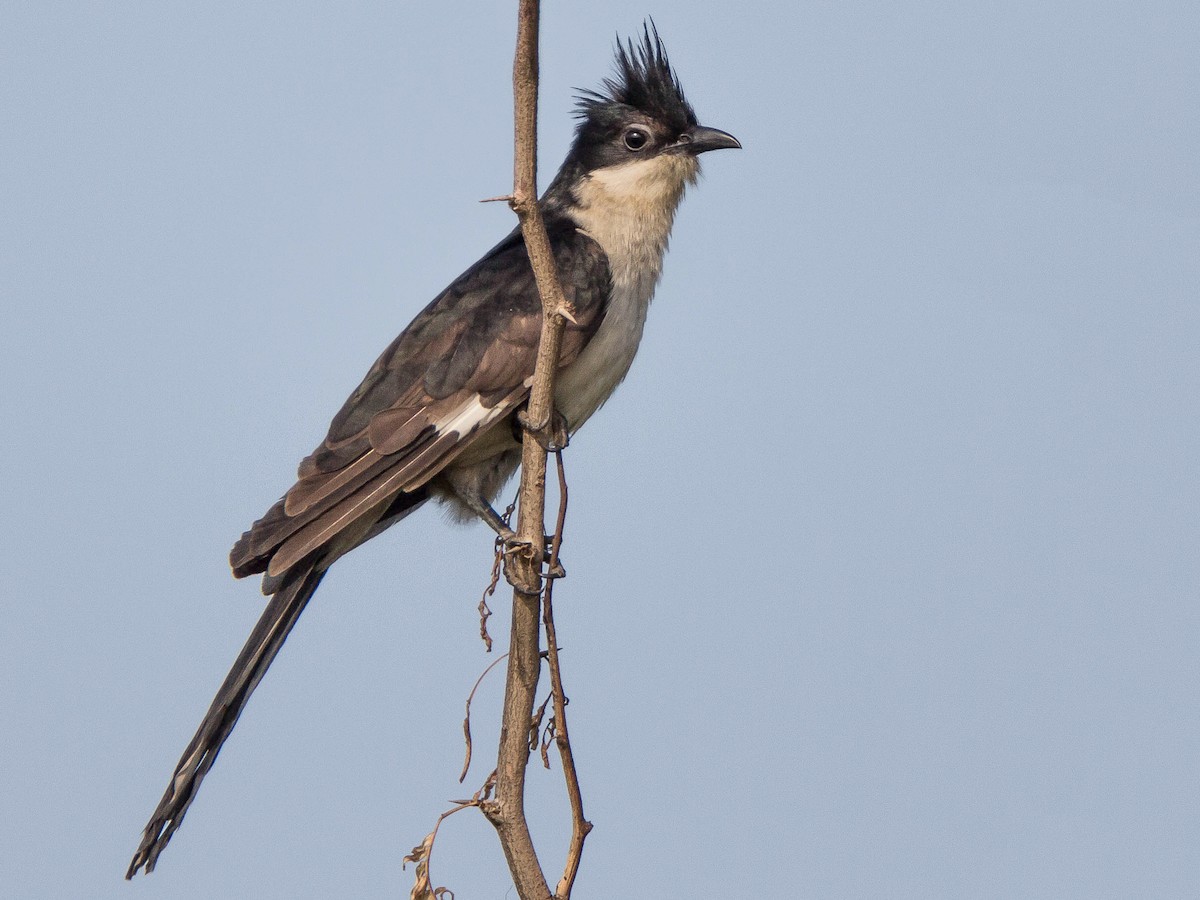 クロシロカンムリカッコウ Ebird