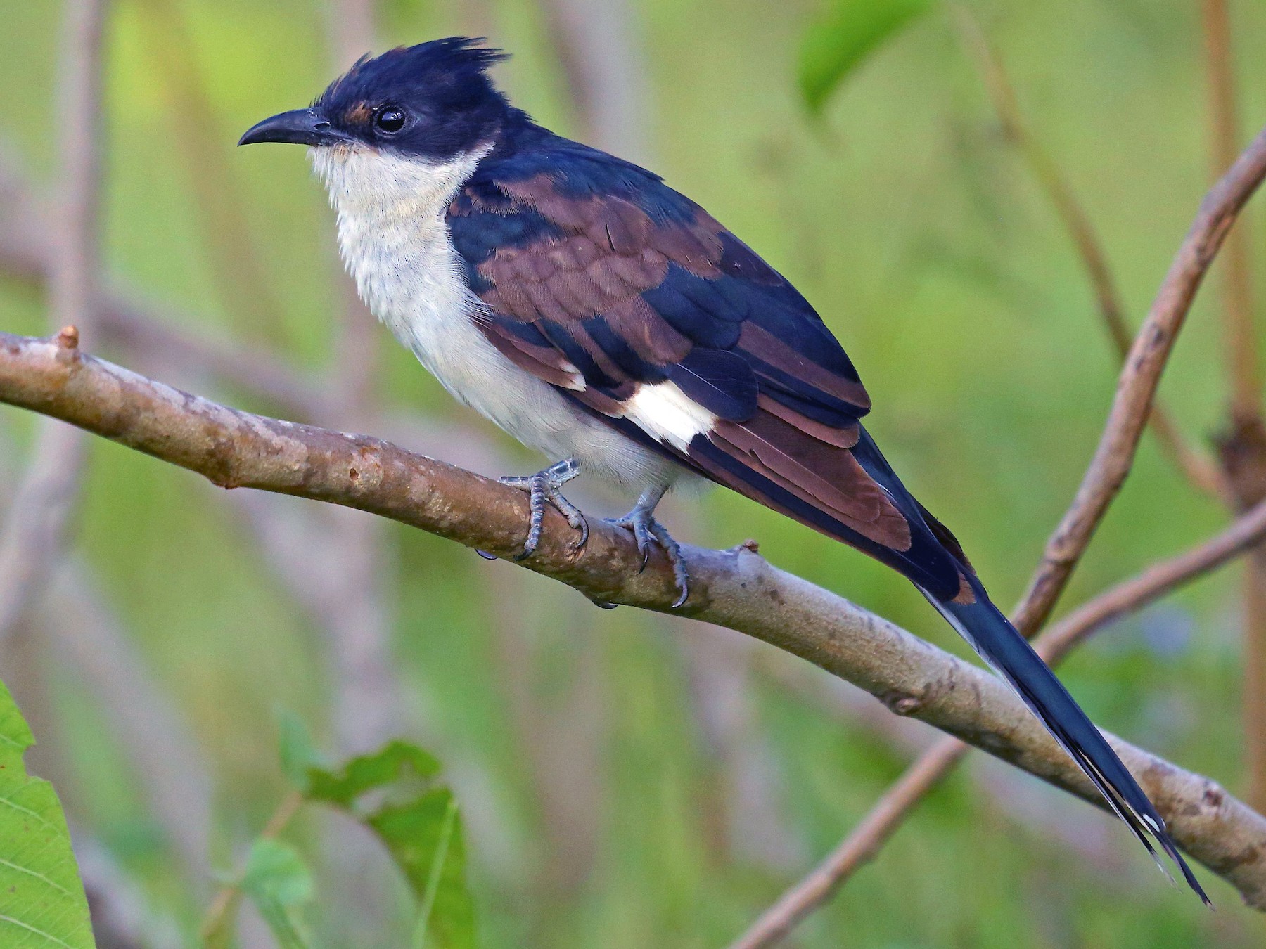 Pied Cuckoo - Albin Jacob