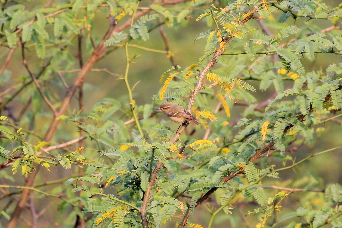 Hume's Warbler - ML142560121