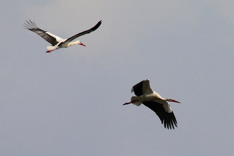 White Stork - Luis Ferreira