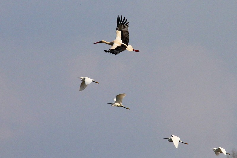 White Stork - ML142561451