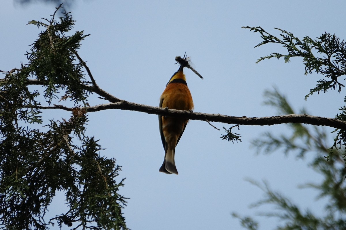 Ethiopian Bee-eater - Martin Brookes