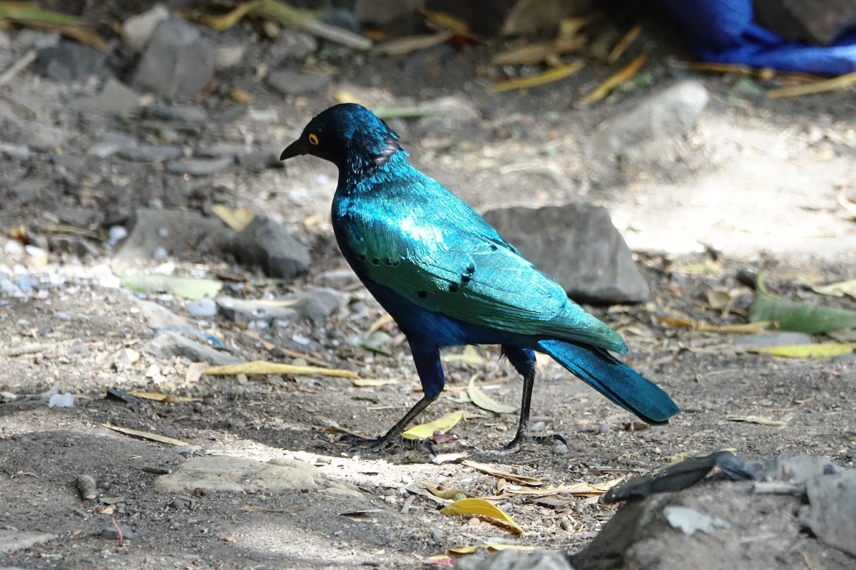 Greater Blue-eared Starling - ML142562611