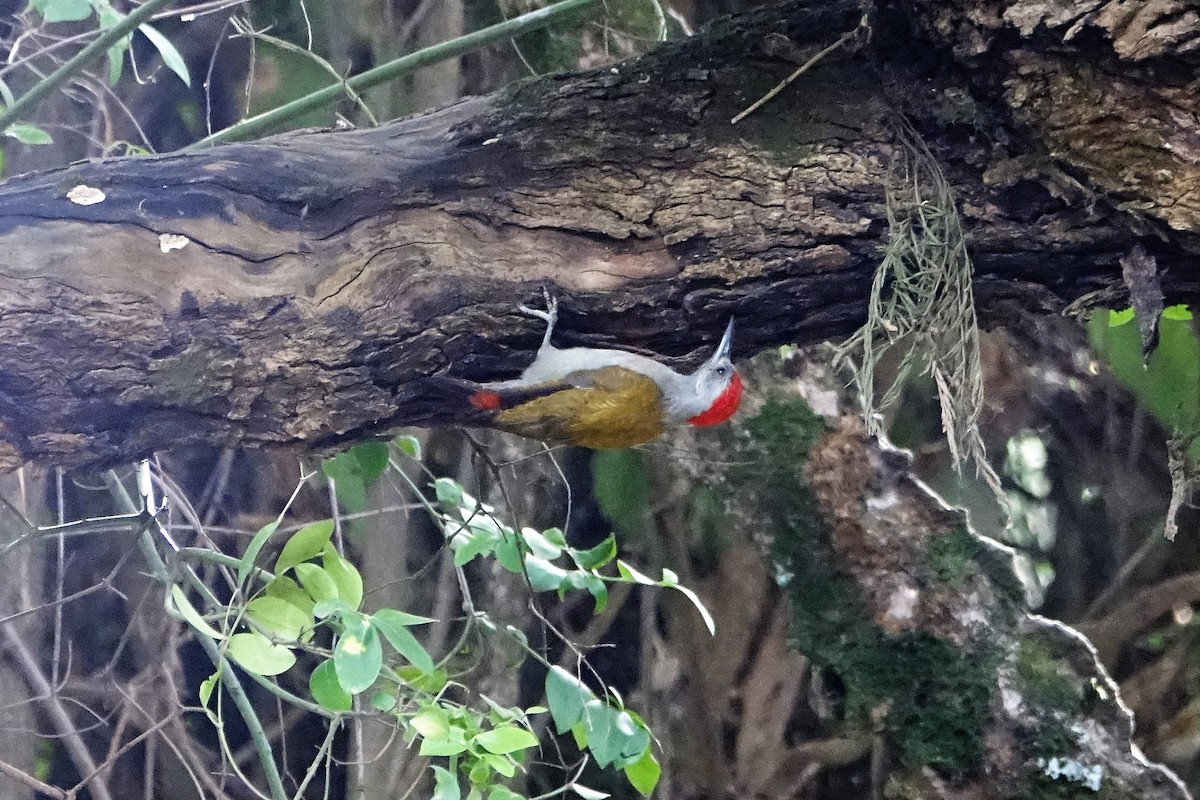African Gray Woodpecker - Martin Brookes