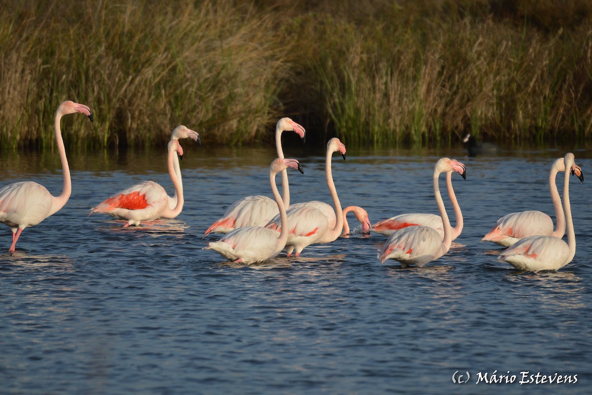 Greater Flamingo - ML142563911