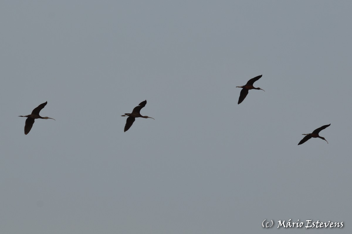 ibis hnědý - ML142563951