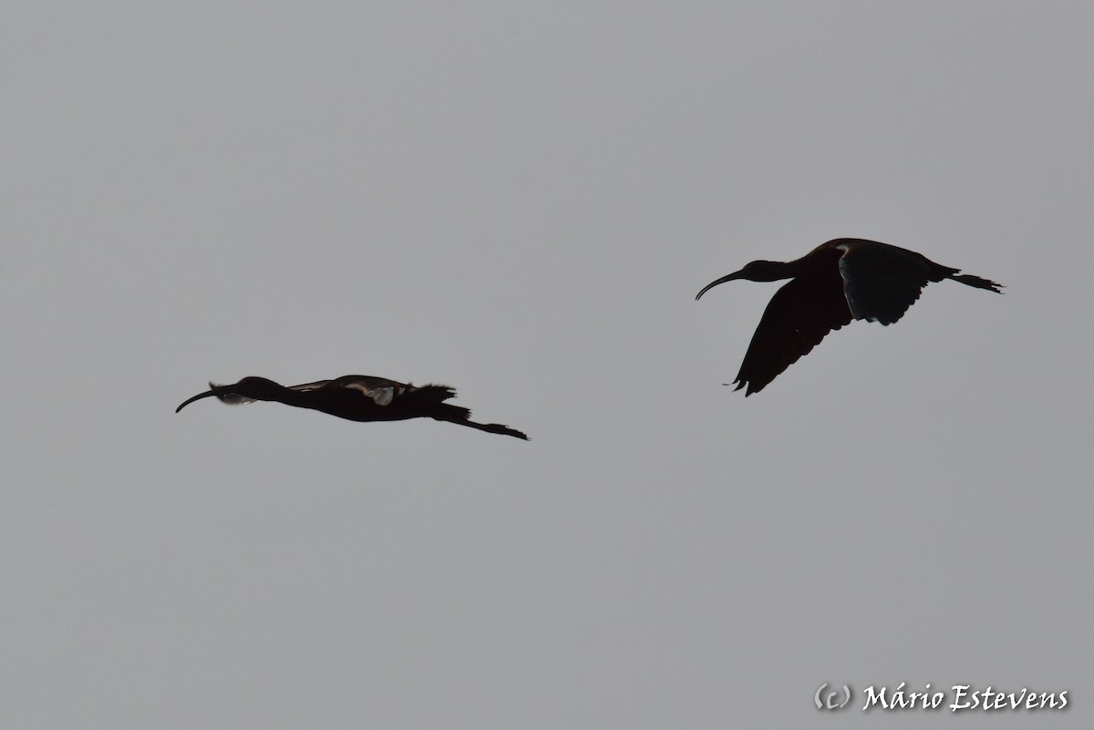 ibis hnědý - ML142563991