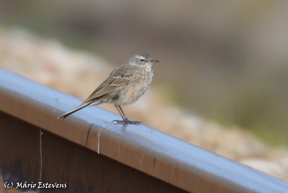 Water Pipit - ML142564041
