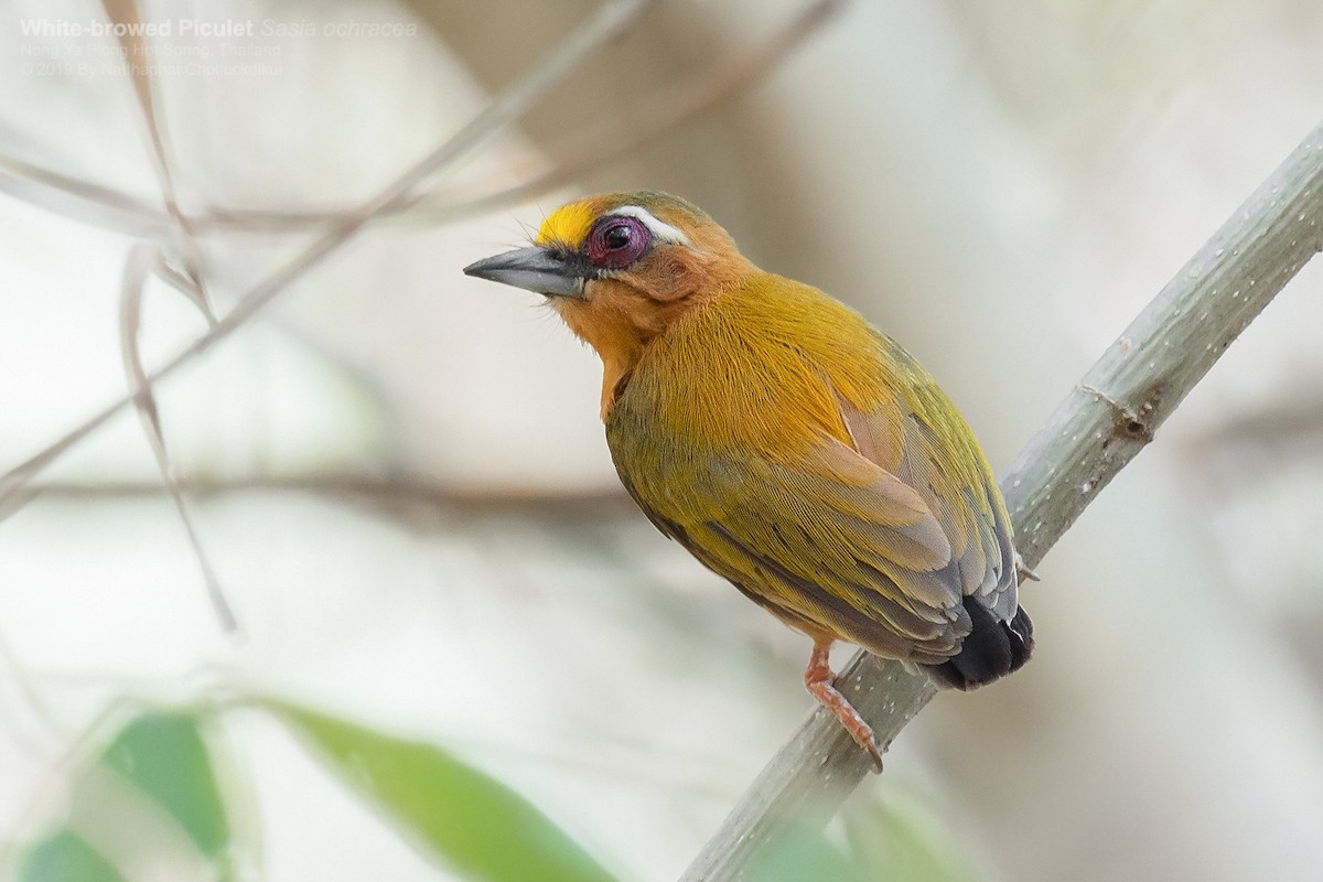 White-browed Piculet - ML142564081
