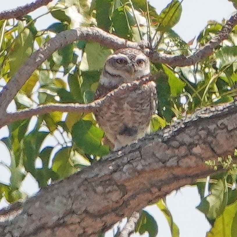 Spotted Owlet - Donald Sutherland
