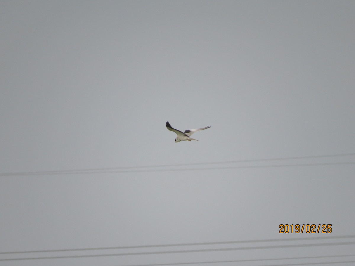 Black-winged Kite - ML142564601
