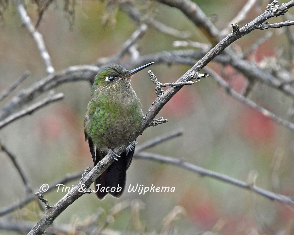 Scaled Metaltail - ML142565751