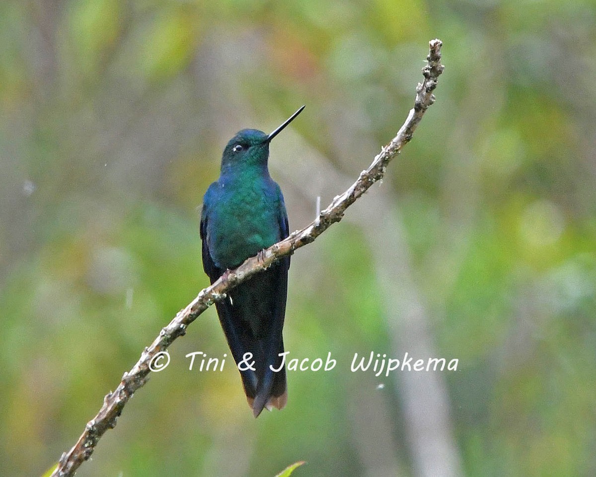 kolibřík modrokřídlý - ML142567811