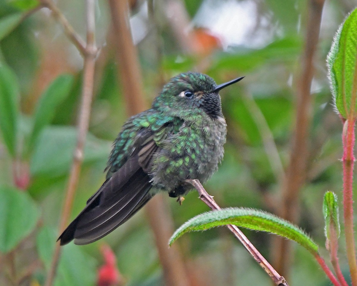kolibřík dřišťálový - ML142568321