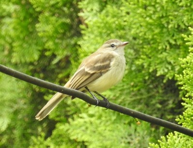Northern Mouse-colored Tyrannulet - ML142568851