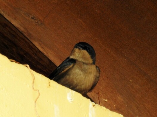 Brown-bellied Swallow - Luis Rodriguez