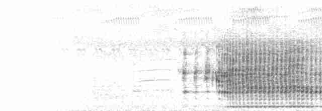 Pintade de Numidie (meleagris/somaliensis) - ML142570491