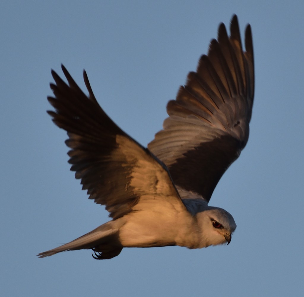 Black-winged Kite - Balamurugan Palanivelu