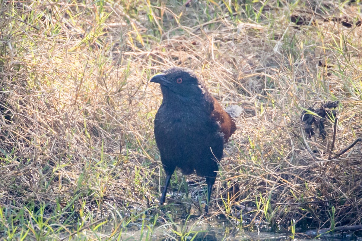 Greater Coucal - Michael Warner
